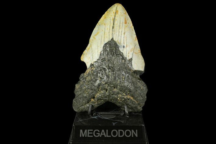 Massive, Fossil Megalodon Tooth - North Carolina #158239